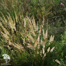 Келерия гребенчатая (Тонконог красивый)