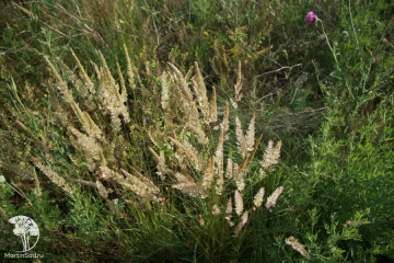 Фото Келерия гребенчатая (Тонконог красивый)