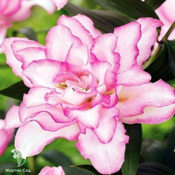 Фото Лилия махровая восточная Розели Аннушка