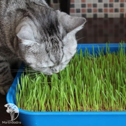 Овес яровой (Трава для кошек) Друг