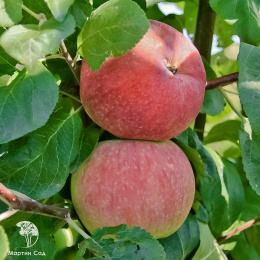 Яблоня гибрид Орловим + Мантет