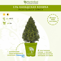 Ель канадская Коника