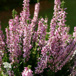 Иссоп лекарственный розовый