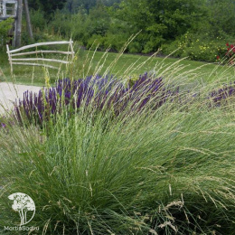 Фестука (Овсянница) Мейера