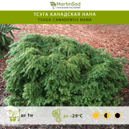 Тсуга канадская Нана