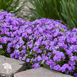 Флокс шиловидный Пёпл Спрайт