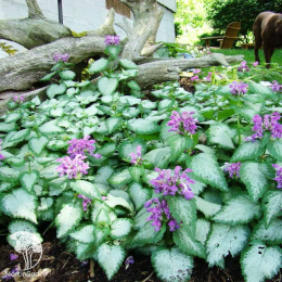 Яснотка крапчатая Лами Дарк Пёрпл