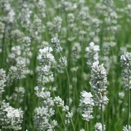 Набор для ароматной грядки лаванда Манстэд + Гроссо + Альба