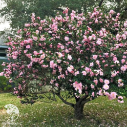 Камелия сасанква Плантейшн Пинк