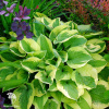 Хоста Мама Миа фото 1 