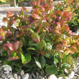 Леукотоэ аксиларис Кёрли Рэд