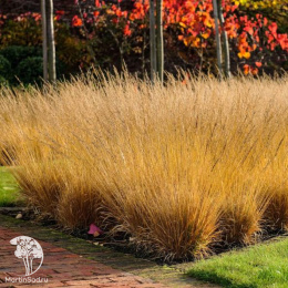 Молиния голубая Пол Петерсон