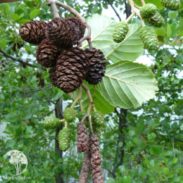 Ольха чёрная Гринвуд