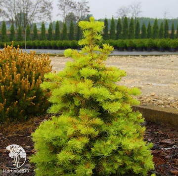 Фото Пихта одноцветная Винтерголд