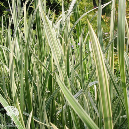 Манник большой Вариегата