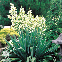 Юкка нитчатая