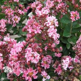  Лагерстремия индийская Берлингот Менте