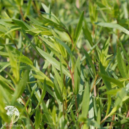 Полынь эстрагонная Баден-Баден