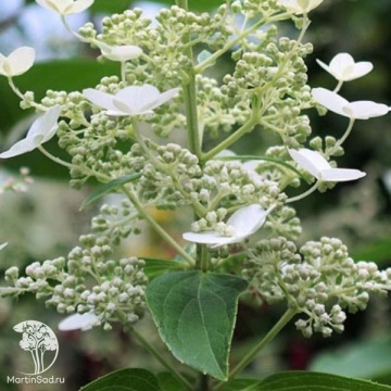 Фото Hydrangea Great Escape Гортензия метельчатая греат эскейп С5
