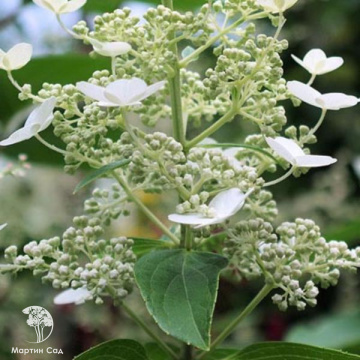 Фото Hydrangea Great Escape Гортензия метельчатая греат эскейп С5