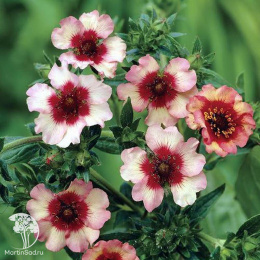 Лапчатка непальская Мисс Вильмот