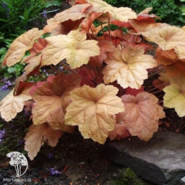 Гейхера Саузен Комфорт