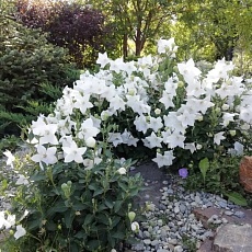Фото Platycodon Album White Платикодон крупноцветковый (ширококолокольчик) Альбум Вайт