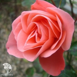 Роза флорибунда Фреденсборг на штамбе