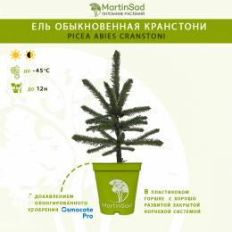 Ель обыкновенная Кранстони