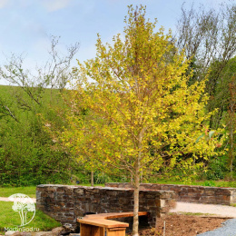 Ольха чёрная Аурея