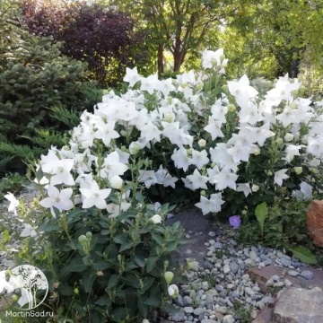 Фото Platycodon Album White Платикодон крупноцветковый (ширококолокольчик) Альбум Вайт