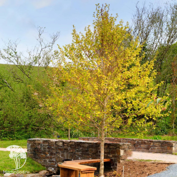 Фото Ольха чёрная Аурея