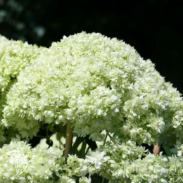 Гортензия древовидная Дабл Аннабель