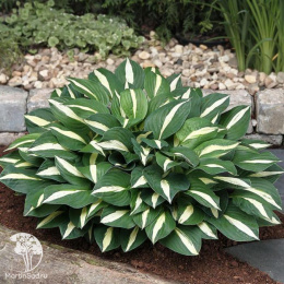 Хоста Вайт Бикини