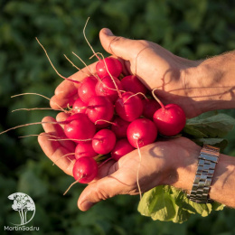 Редис Мечта Алисы  F1