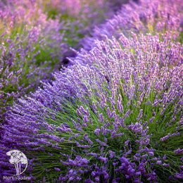 Лаванда Сиреневый туман