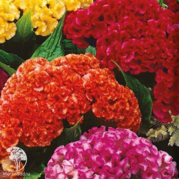 Целозия гребенчатая Коралловый сад