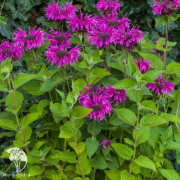 Набор для ароматной грядки монарда Би-Хэппи + Би-Фри + Бьюти оф Кобхэм