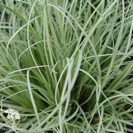 Осока власовидная Амазон Мист