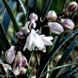 Офиопогон/Ландышник плоскострелый Нигер