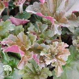 Сверхвыгодный микс! Гейхера Обсидиан + Гейхера Каппучино + Гейхера Нокаут