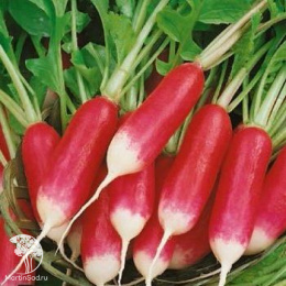 Редис 18 дней