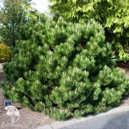 Сосна черная Блэк Принц