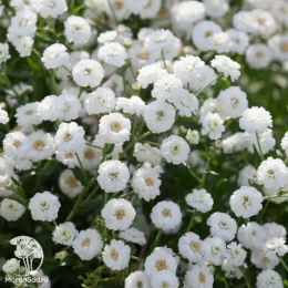 Тысячелистник птармика Жемчужница