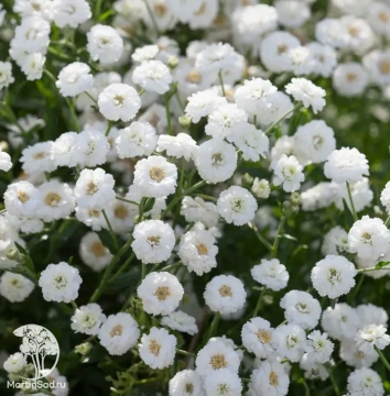 Фото Тысячелистник птармика Жемчужница