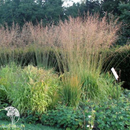 Молиния голубая подвид тростниковая