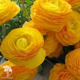 Лютик (Ранункулюс) Цветущая долина золотая F1 3 шт. пробирка, серия Эксклюзив Саката