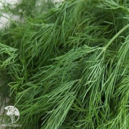 Капуста б/к Голова садовая +Укроп Удалец серия Дуэт Хорошие соседи