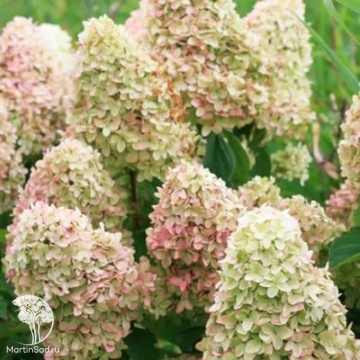 Фото Гортензия метельчатая Мэджикал Кэндл