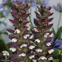 Акант моллис